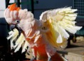 /album/galeria-de-fotos-pagina-inicial/cacatua-moluccensis-excited-jpg1/